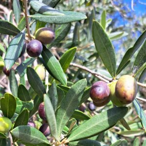 Olive groves in Puglia, italy