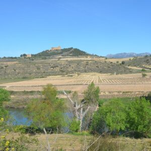 Vineyard plains La Rioja wine country Green Spain