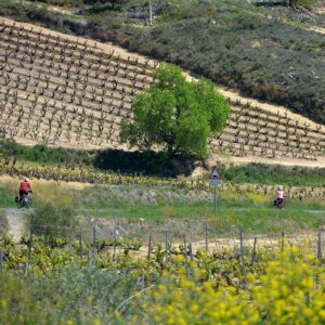 La Rioja wine country Green Spain cycling by the vineyard slopes